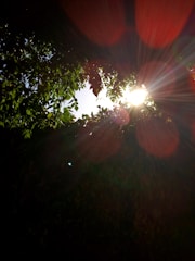 Sunlight streams through dense, green foliage, creating radiant beams and lens flare effects in a natural setting.