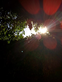 Sunlight streams through dense, green foliage, creating radiant beams and lens flare effects in a natural setting.