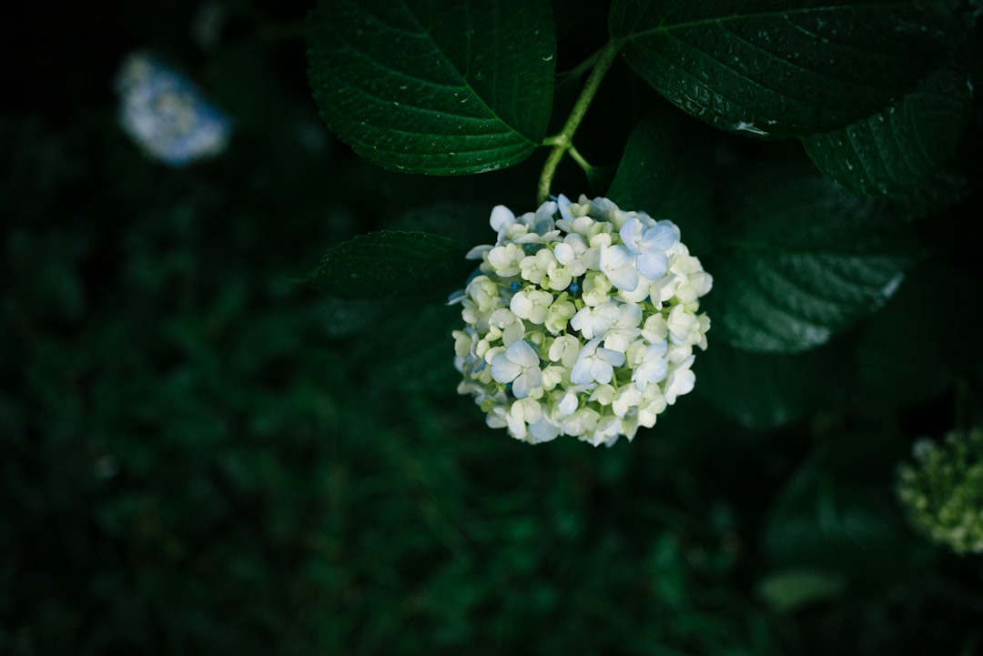 selective focus photography of white petaled flowers