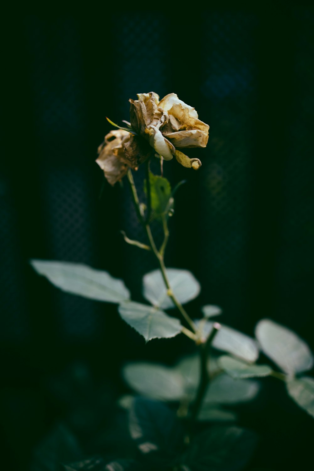 a close up of a flower on a table