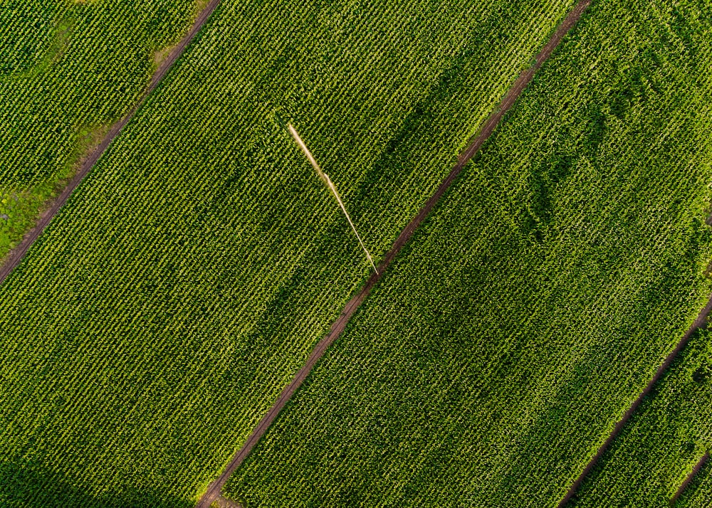 aerial view of green grass field