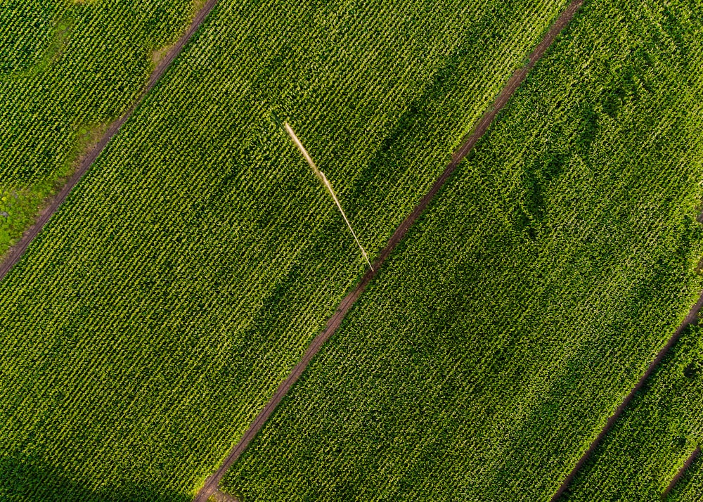 Luftaufnahme einer grünen Rasenwiese