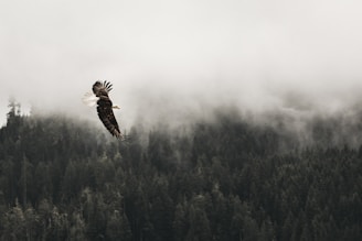 bald eagle flying under forest during daytime