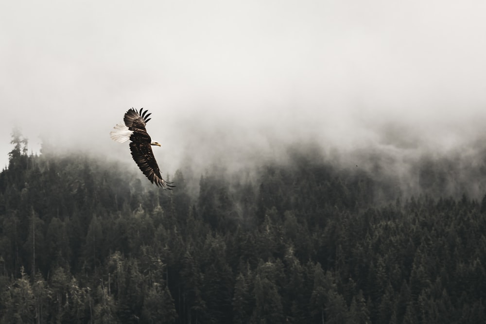 águia careca voando sob a floresta durante o dia