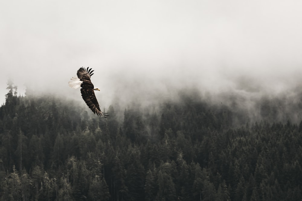 aquila calva che vola sotto la foresta durante il giorno