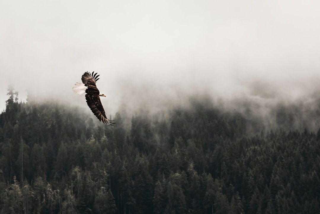 bald eagle flying under forest during daytime