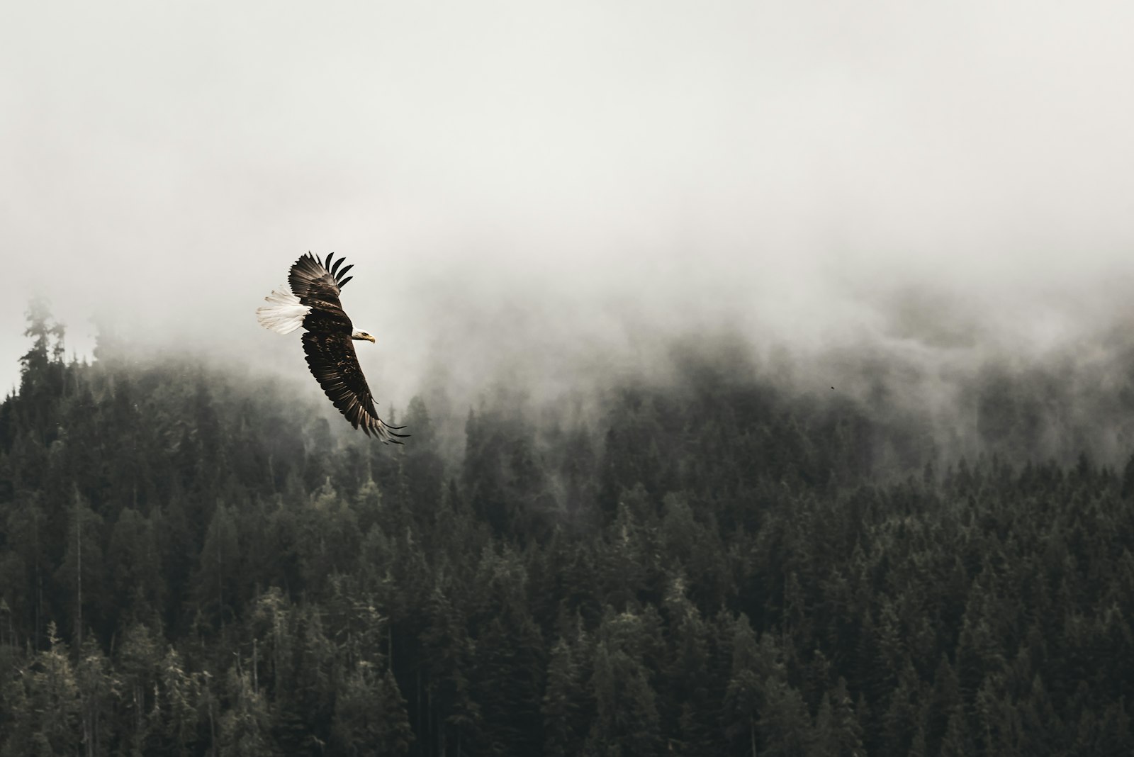 Nikon D810 + Nikon AF-S Nikkor 70-200mm F2.8G ED VR II sample photo. Bald eagle flying under photography