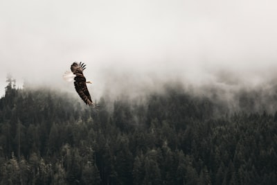 bald eagle flying under forest during daytime eagle google meet background