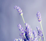close-up photo of lavender
