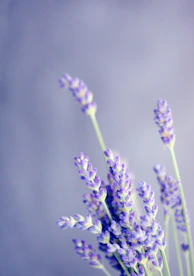 close-up photo of lavender