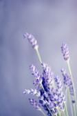 close-up photo of lavender
