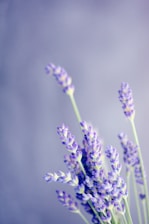 close-up photo of lavender