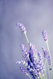 close-up photo of lavender