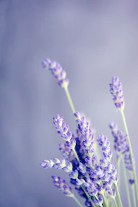 close-up photo of lavender