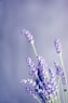 close-up photo of lavender