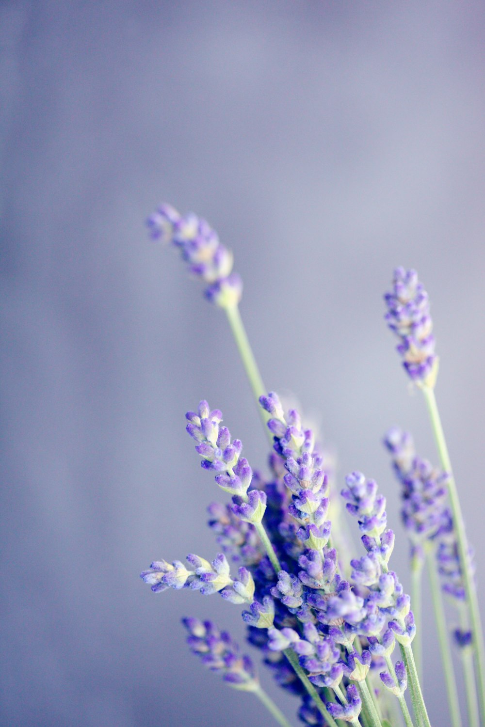 Foto de primer plano de lavanda