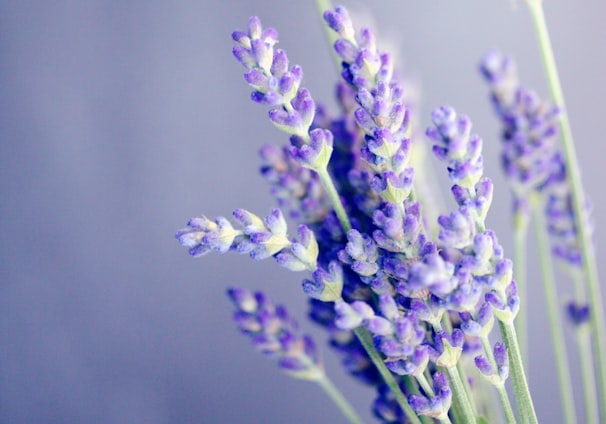 close-up photo of lavender