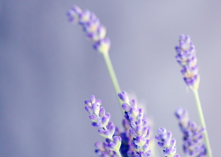 close-up photo of lavender