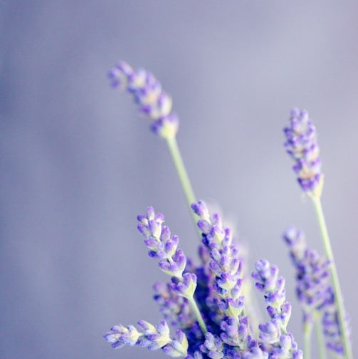 close-up photo of lavender