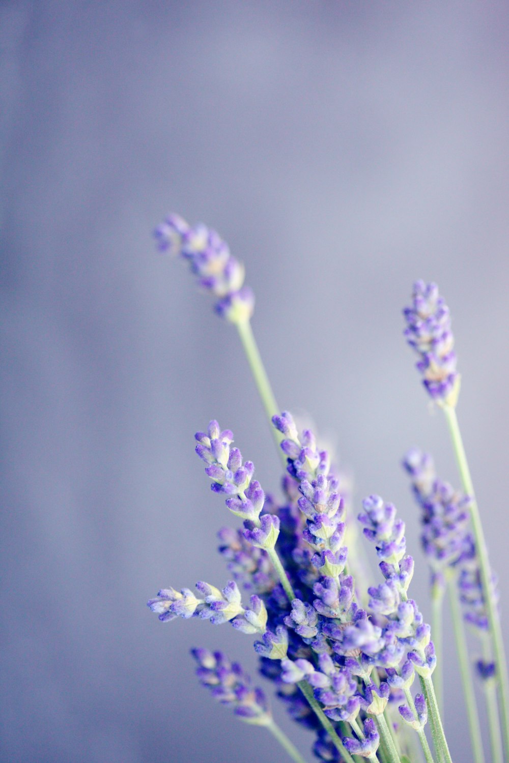 27 Lavender Pictures Download Free Images On Unsplash