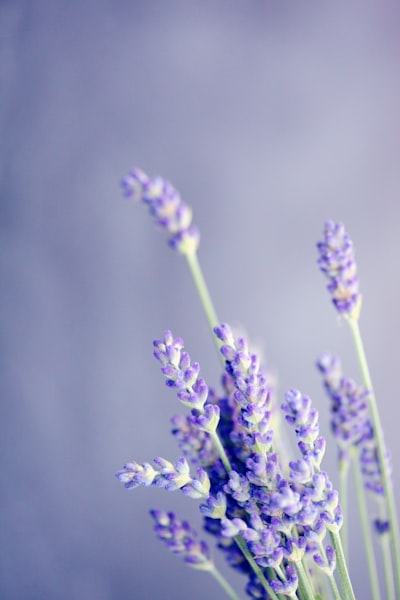Lavender field