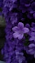 photo of purple petaled flowers