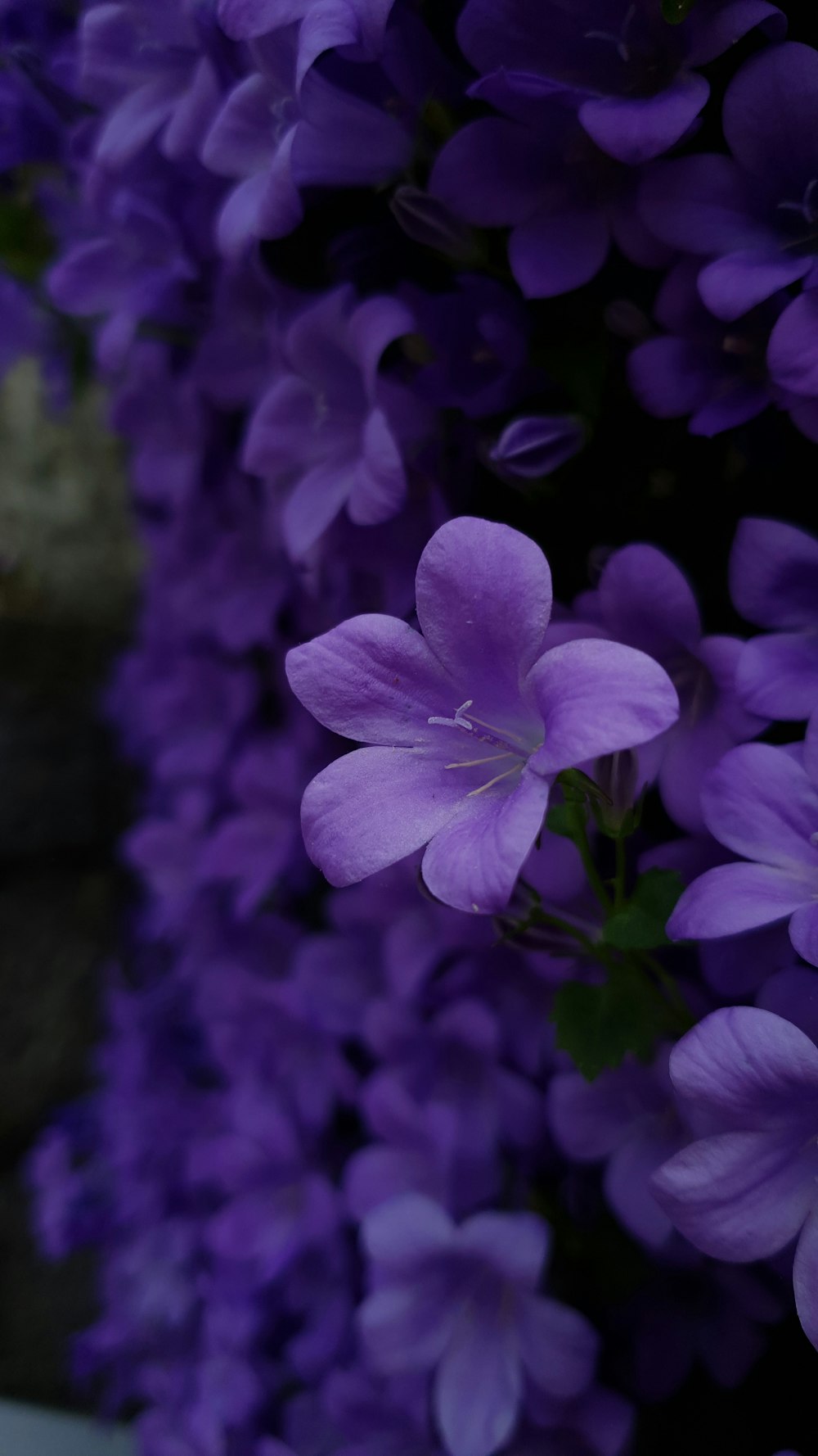 photo of purple petaled flowers