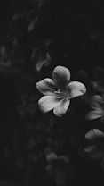 A single flower in sharp focus against a softly blurred, dark background. The petals appear delicate, with subtle highlights and shadows giving them texture. The overall tone is monochrome, lending a timeless and classic feel.