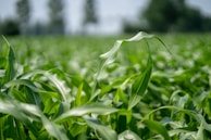 A lush field of green corn plants stretches into the distance with leaves swaying gently. The rows of corn are uniform and healthy, giving a sense of growth and abundance. The background is slightly blurred, hinting at trees or tall plants in the far distance under a clear sky.