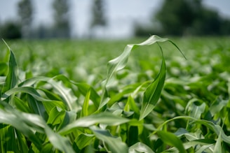 A lush field of green corn plants stretches into the distance with leaves swaying gently. The rows of corn are uniform and healthy, giving a sense of growth and abundance. The background is slightly blurred, hinting at trees or tall plants in the far distance under a clear sky.