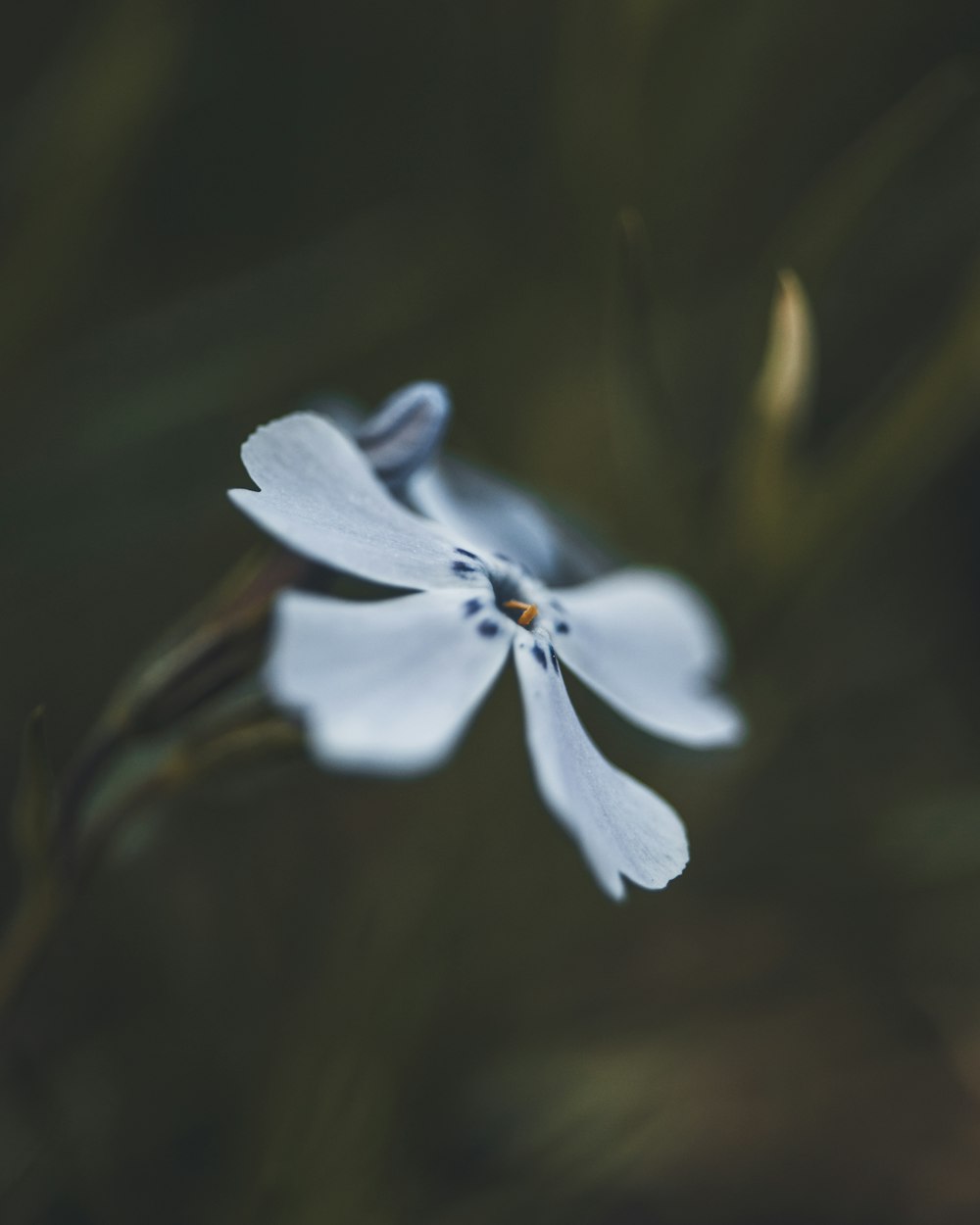 weiße und schwarze Blume