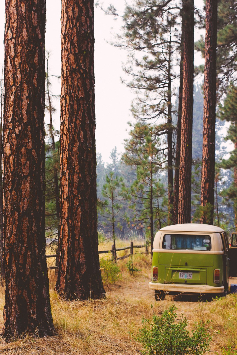 white and green van passing green leafed trees