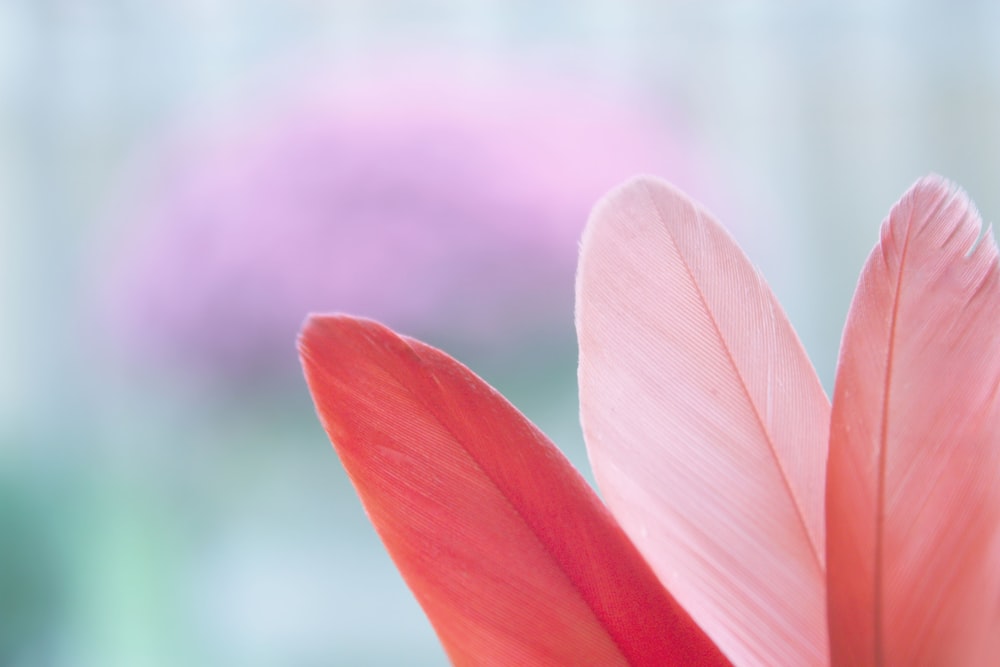 foto ravvicinata di foglia dai petali rosa
