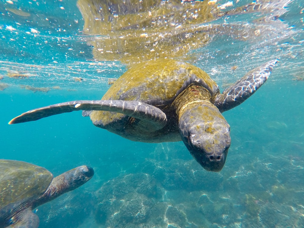 brown turtle under sea