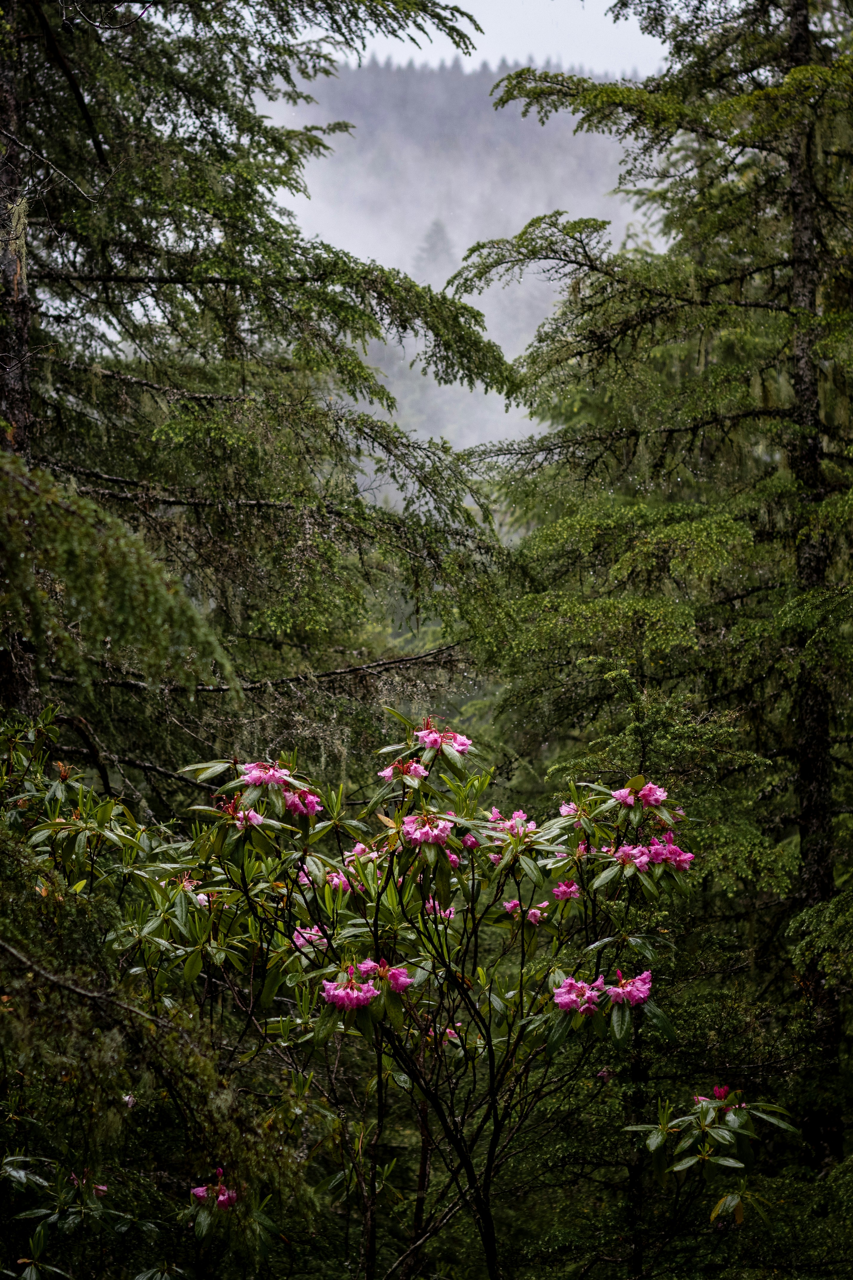 purple-petaled flowers