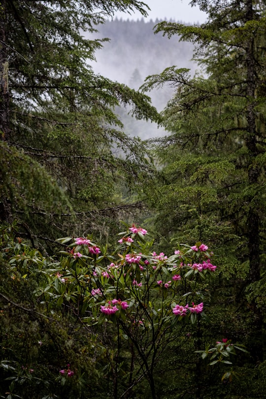 purple-petaled flowers in Mount Jefferson Wilderness United States