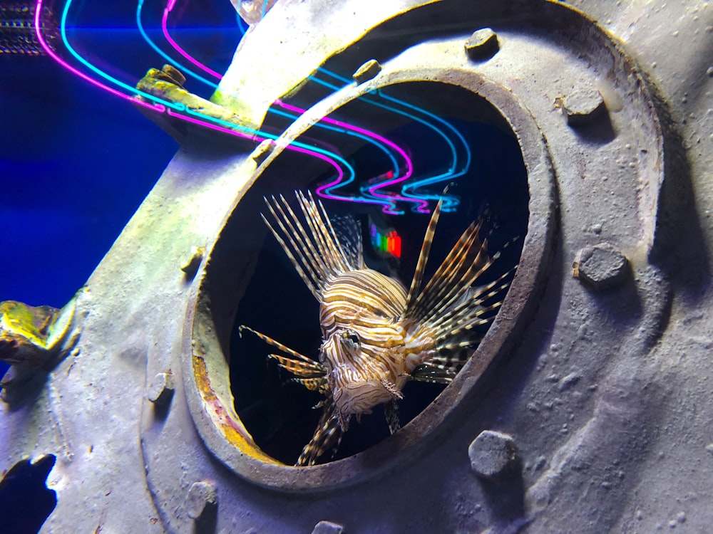 beige lion fish near gray container