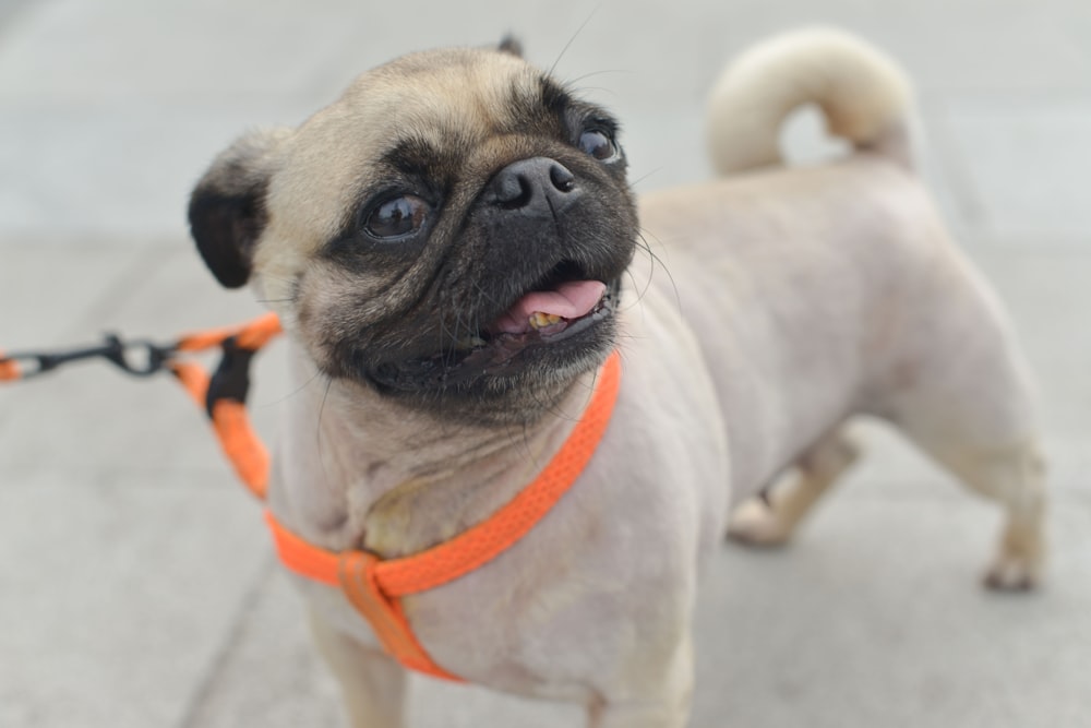 closeup photo of fawn pug wearing leash