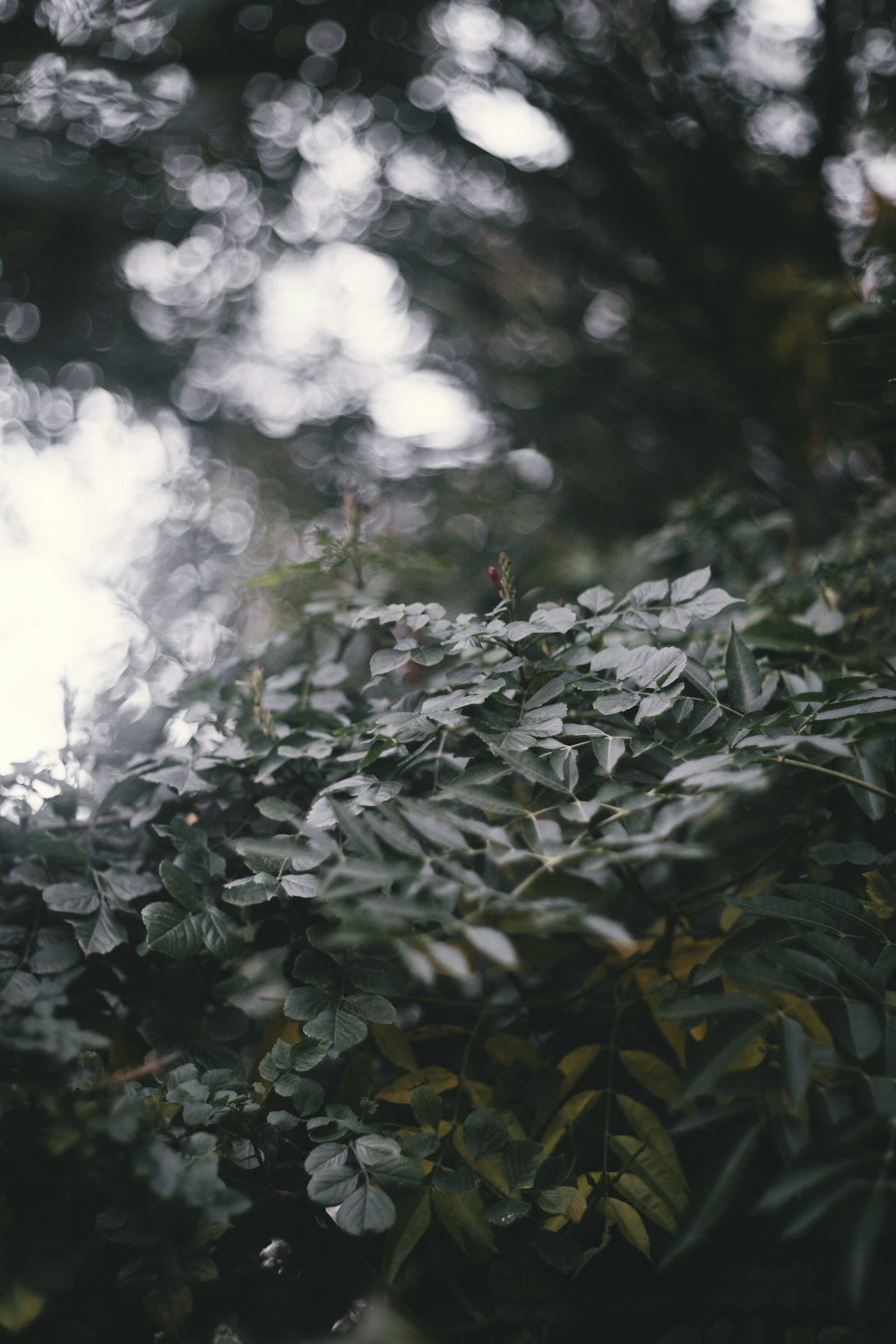 green leaf tree closeup photography