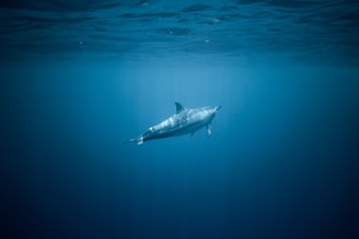 A silver dolphin gliding through shimmering water, representing the Silver tier's elevated communication.
