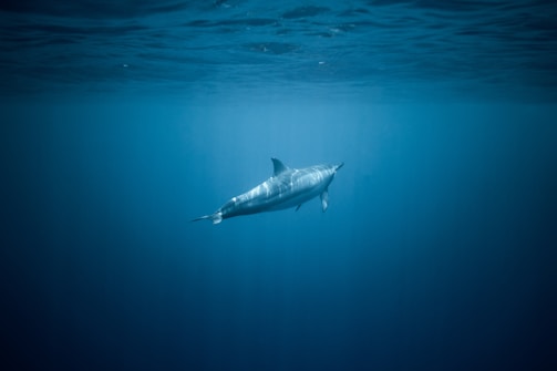 A silver dolphin gliding through shimmering water, representing the Silver tier's elevated communication.
