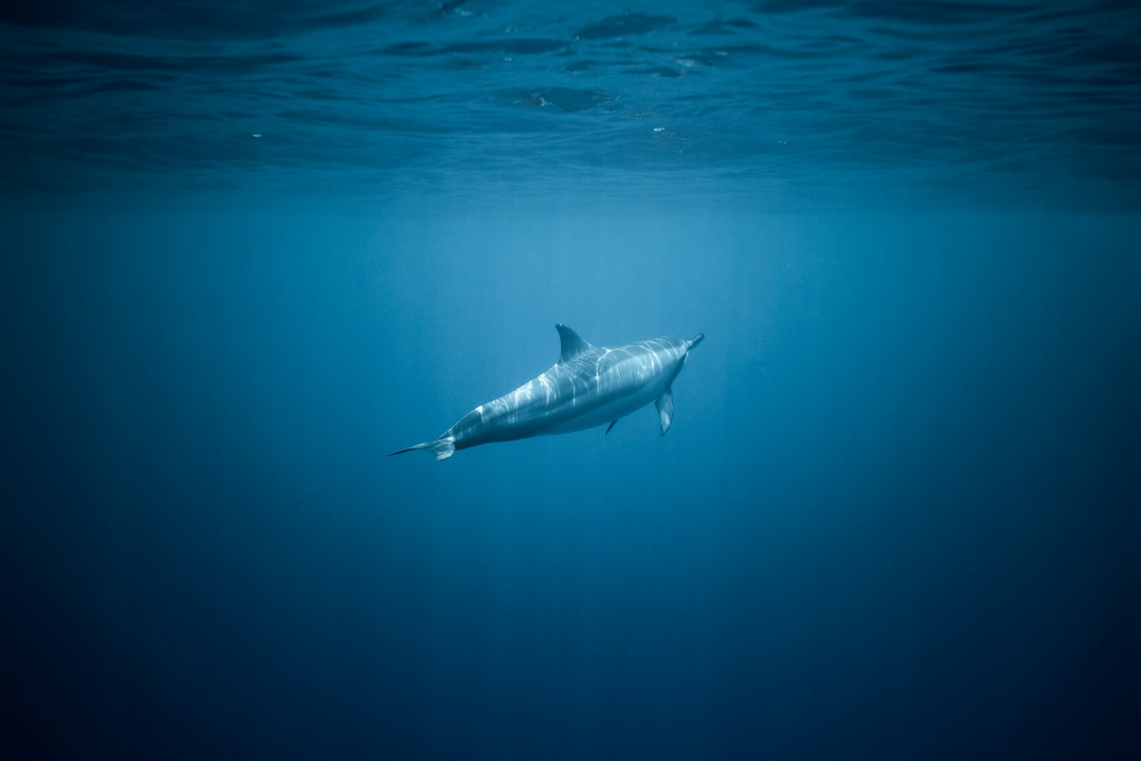 Canon EF-S 10-22mm F3.5-4.5 USM sample photo. Shark underwater photography