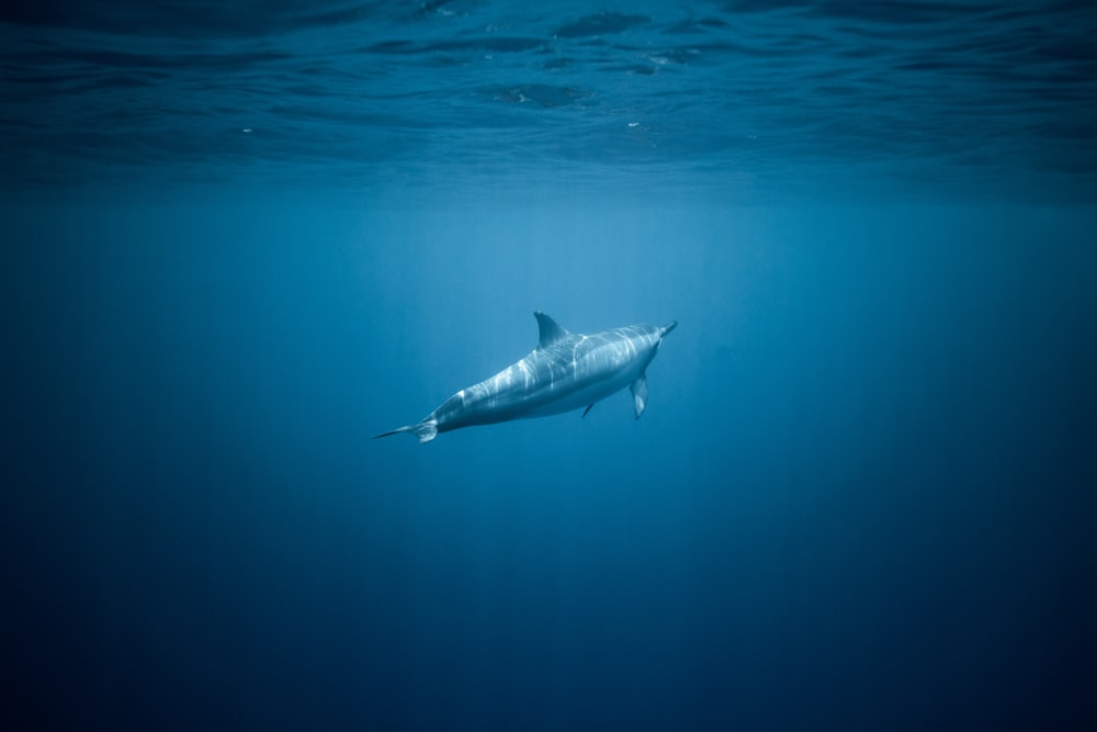 Tiburón bajo el agua