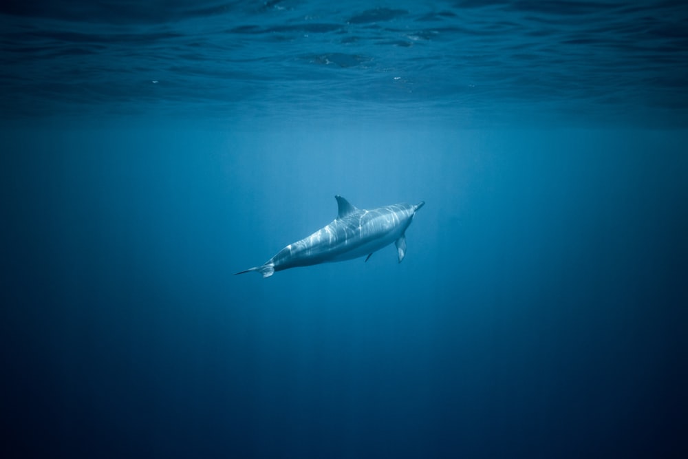 requin sous l’eau