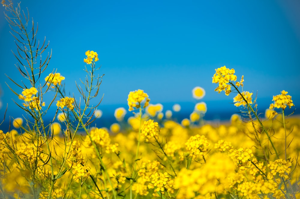fioritura gialla del campo di fiori durante il giorno