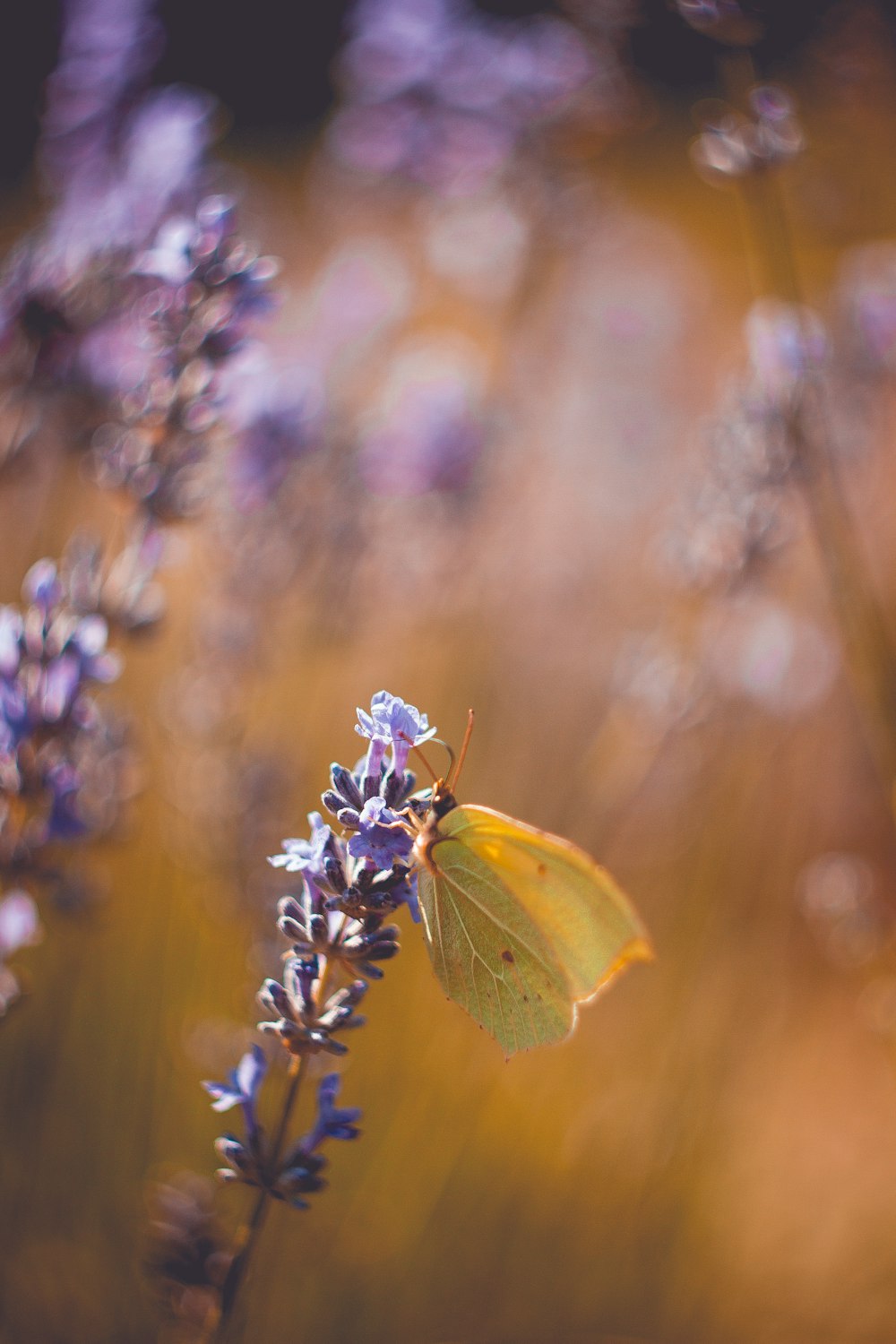 Fotografia de profundidade de campo de borboleta marrom em flor de pétala roxa