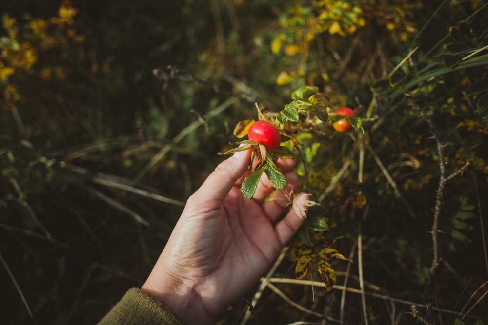 photo of person picking fruit