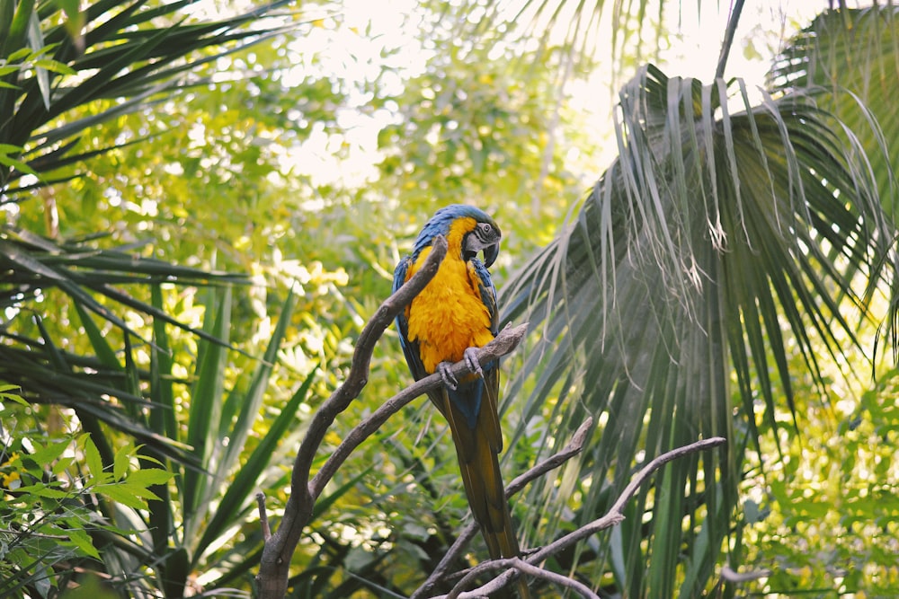 yellow and blue parrot on branch