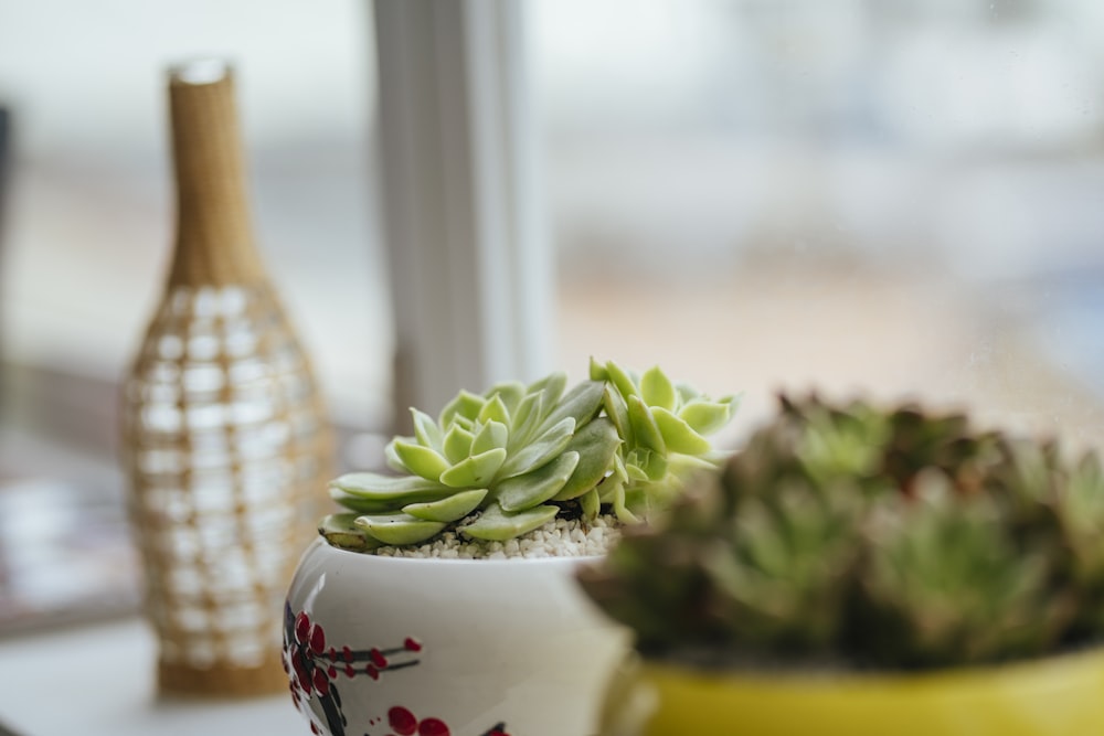 selective focus photography of succulent plant