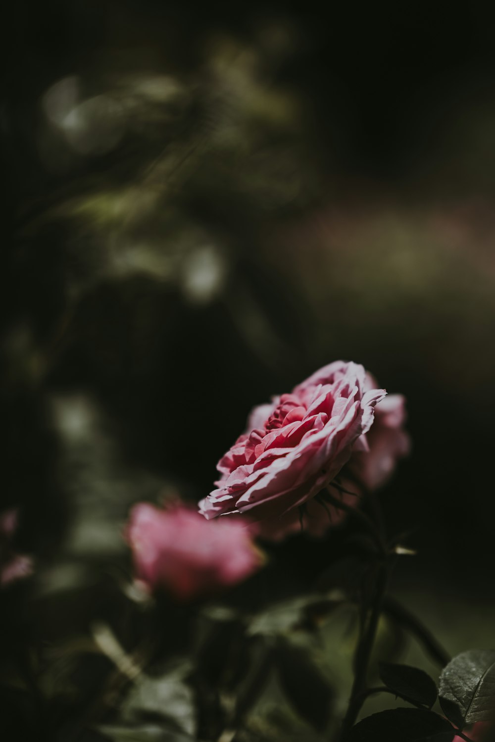 selective photography of rose flower